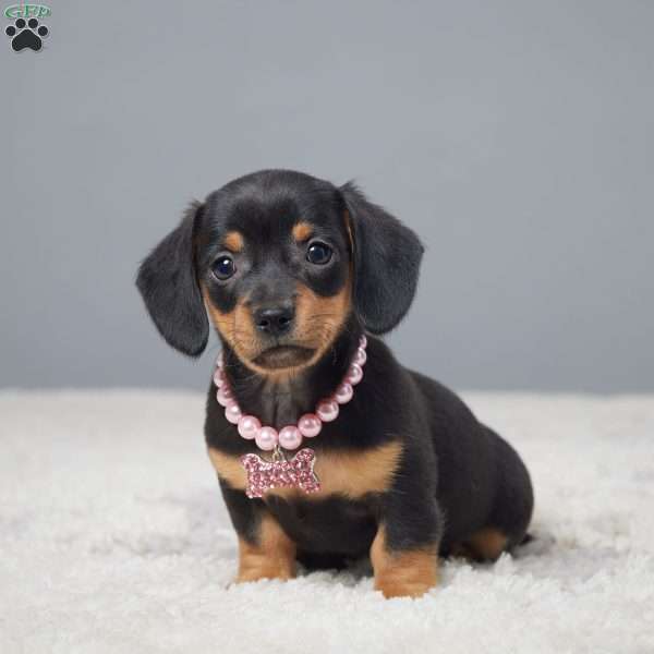 Molly, Dachshund Puppy